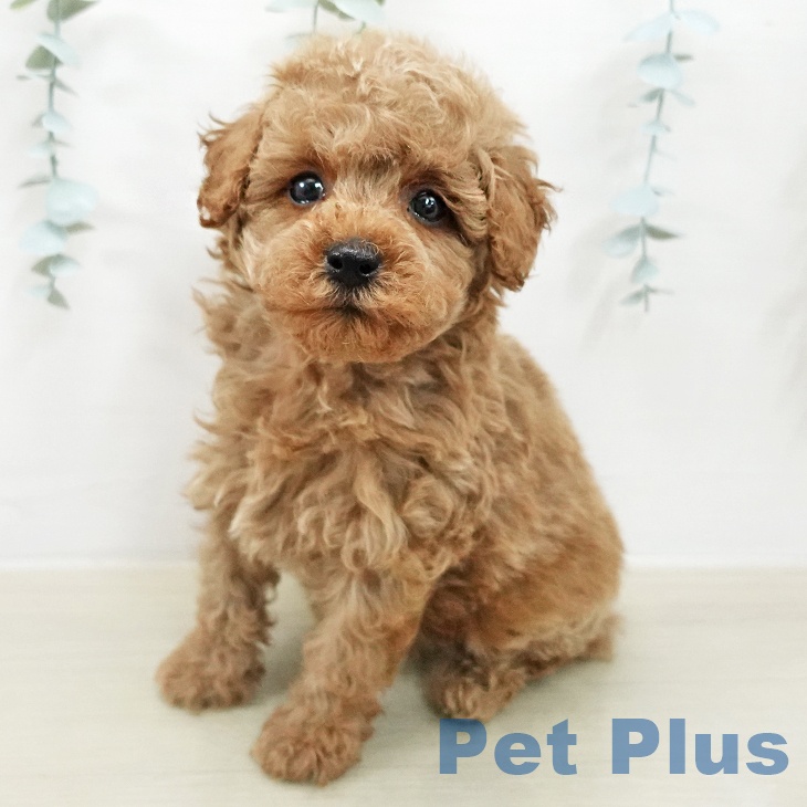 長野県のトイプードル(トイ) (ペットプラス 松本店/2025年12月25日生まれ/男の子/レッド)の子犬の1枚目の画像