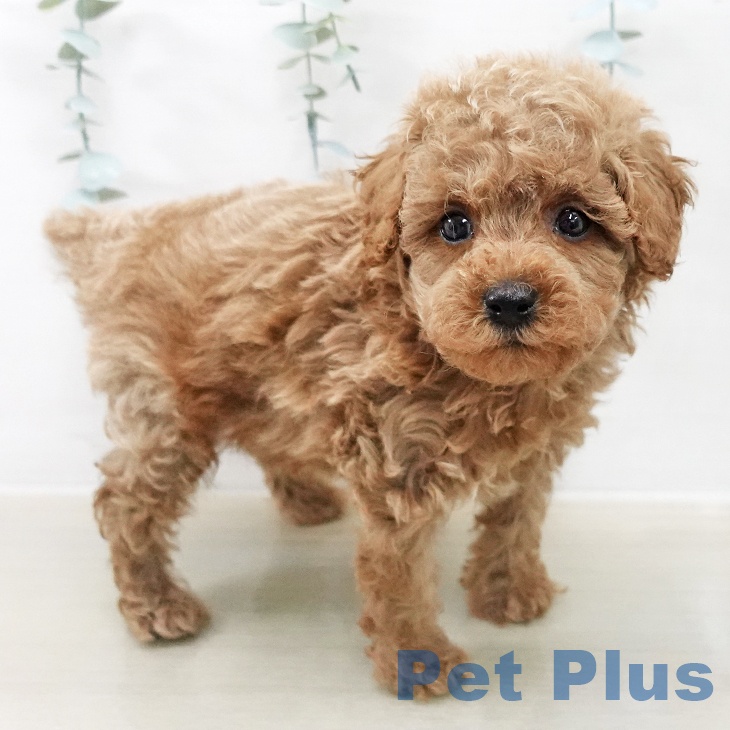 長野県のトイプードル(トイ) (ペットプラス 松本店/2025年12月25日生まれ/男の子/レッド)の子犬の2枚目の画像