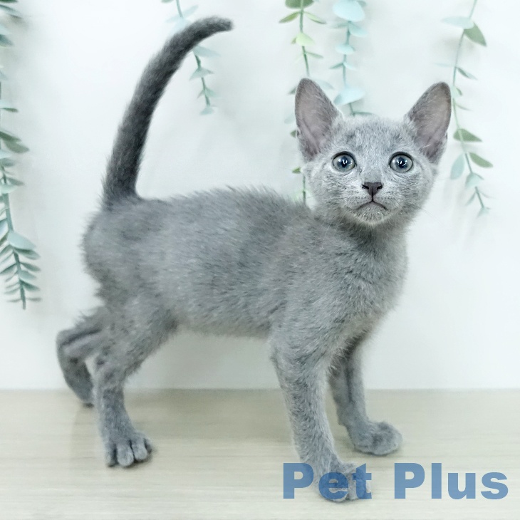 ロシアンブルーの写真2