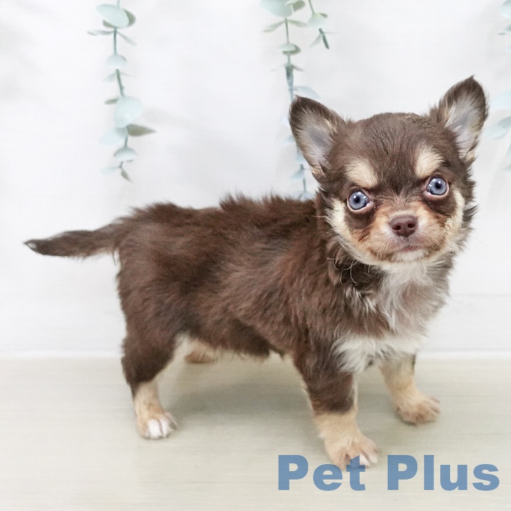 長野県のチワワ(ロング) (ペットプラス 松本店/2026年1月1日生まれ/男の子/チョコレートタン)の子犬の1枚目の画像