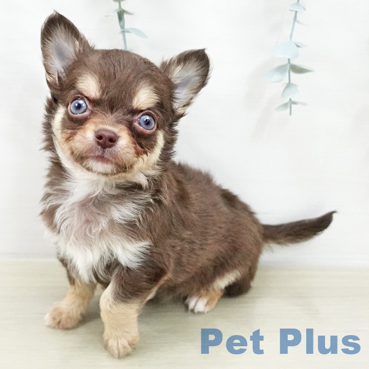 長野県のチワワ(ロング) (ペットプラス 松本店/2026年1月1日生まれ/男の子/チョコレートタン)の子犬の2枚目の画像