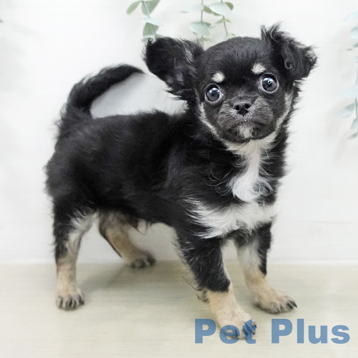 宮城県のチワワ(ロング) (ペットプラス 仙台泉大沢店/2025年12月30日生まれ/男の子/ブラックタンホワイト)の子犬