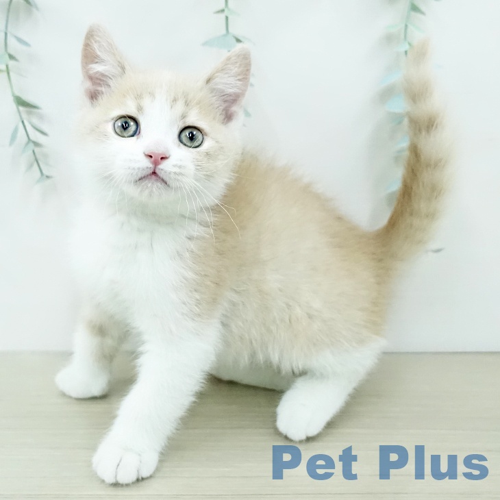 ブリティッシュショートヘア