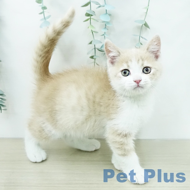 ブリティッシュショートヘアの写真2