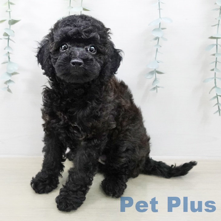 宮城県のトイプードル(トイ) (ペットプラス 仙台泉大沢店/2026年1月1日生まれ/女の子/ブラックタン)の子犬