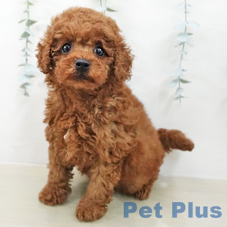 トイ・プードル