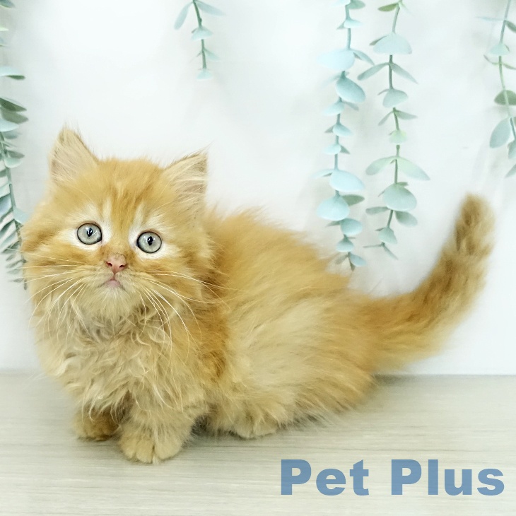 ミヌエットの写真2