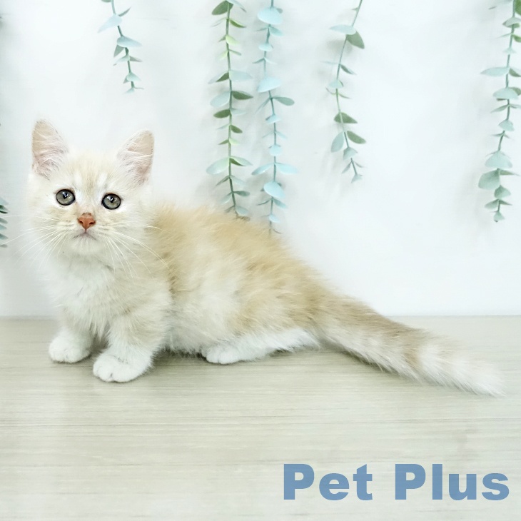 ミヌエットの写真2