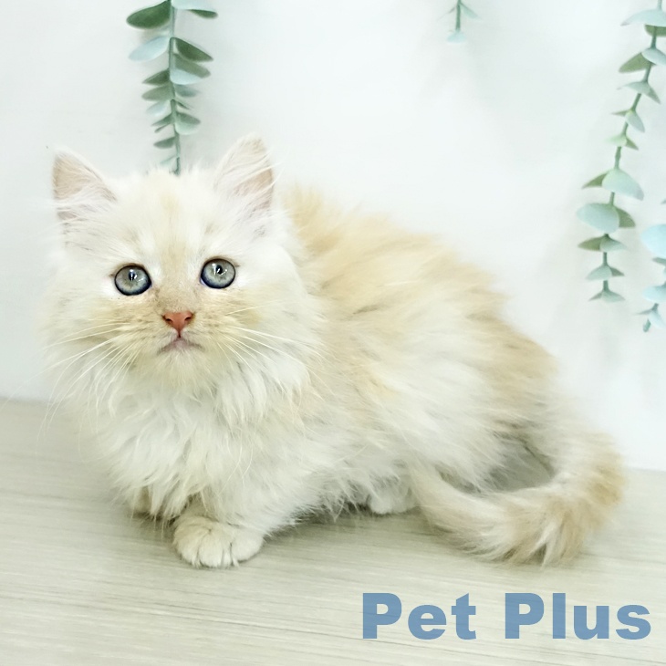 群馬県のミヌエット (ペットプラス イオンモール太田店/2025年12月31日生まれ/女の子/クリームタビー)の子猫の1枚目の画像