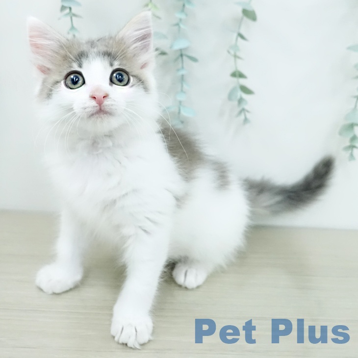 宮城県のノルウェージャンフォレストキャット (ペットプラス 名取店/2025年12月27日生まれ/男の子/ブルーホワイト)の子猫