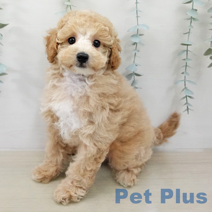 トイ・プードル