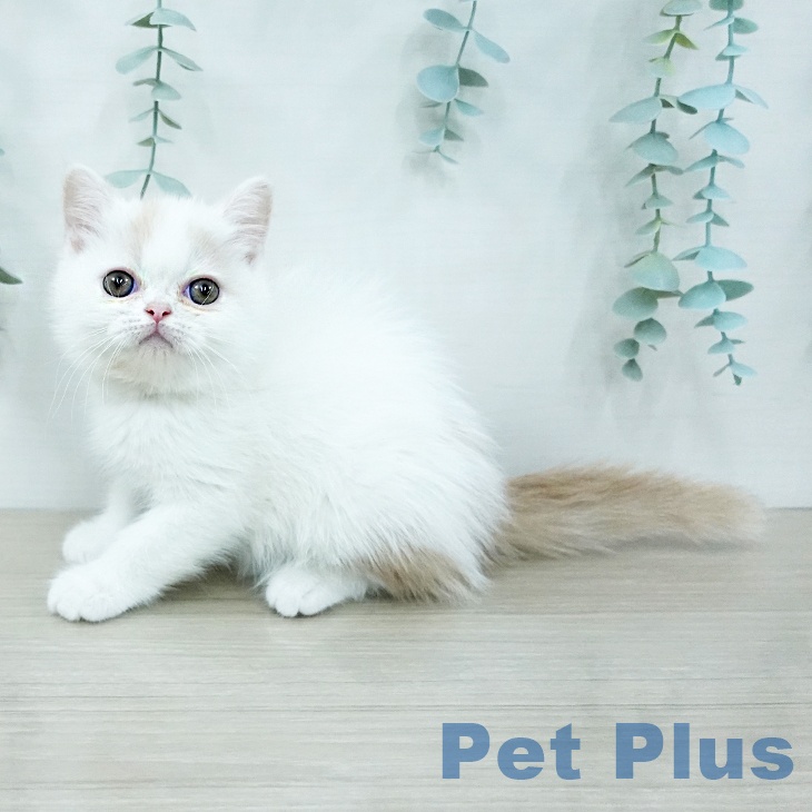 ミヌエットの写真2