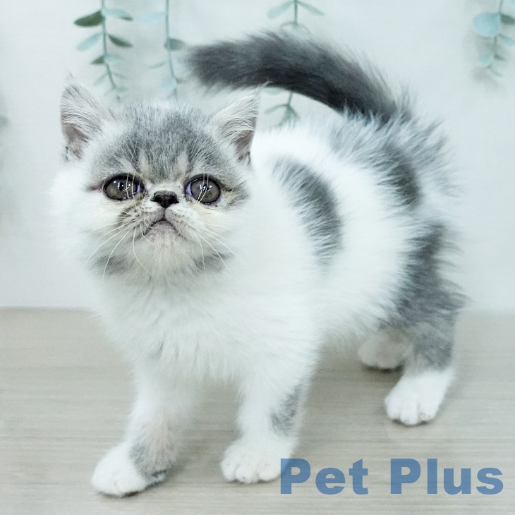 エキゾチックの写真2