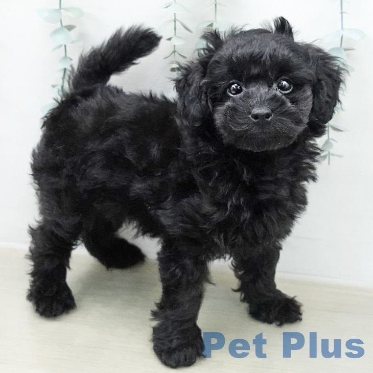 トイ・プードル