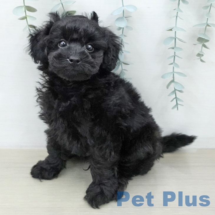 トイ・プードルの写真2