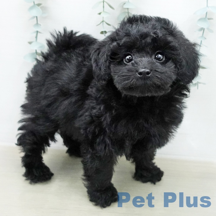 トイ・プードルの写真2