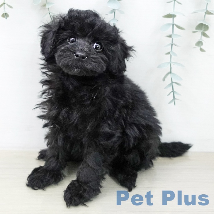 トイ・プードル