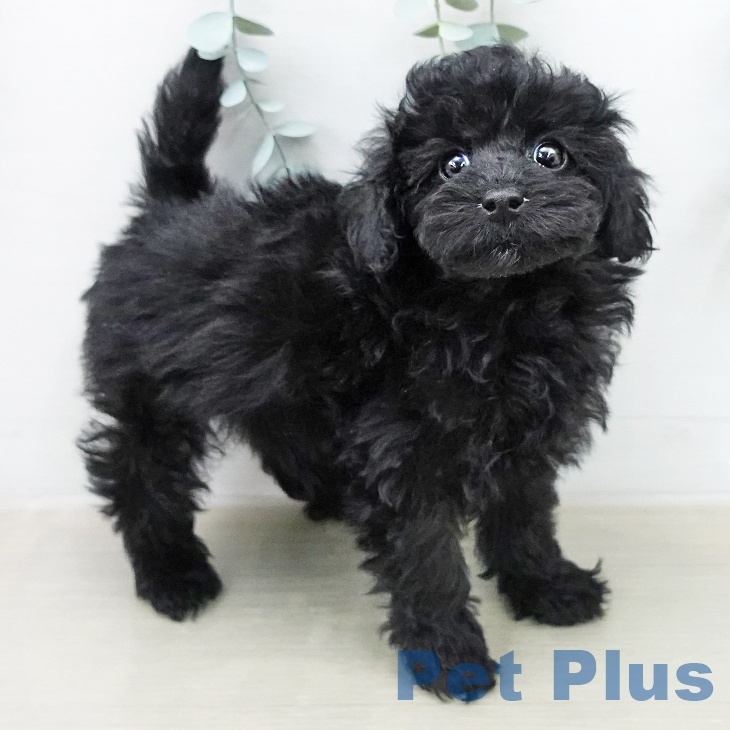 トイ・プードル