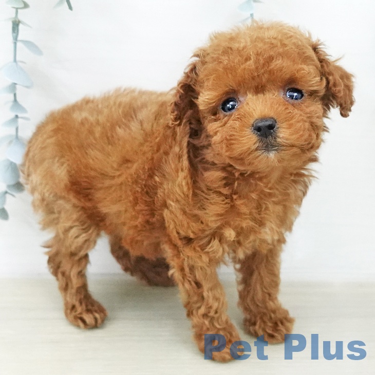 トイ・プードル