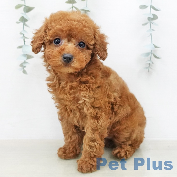 トイ・プードル