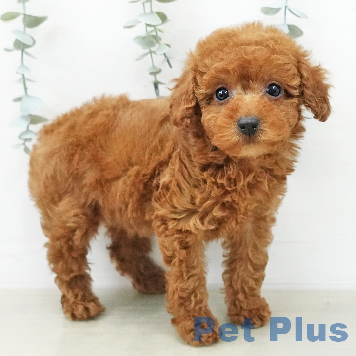 トイ・プードルの写真2