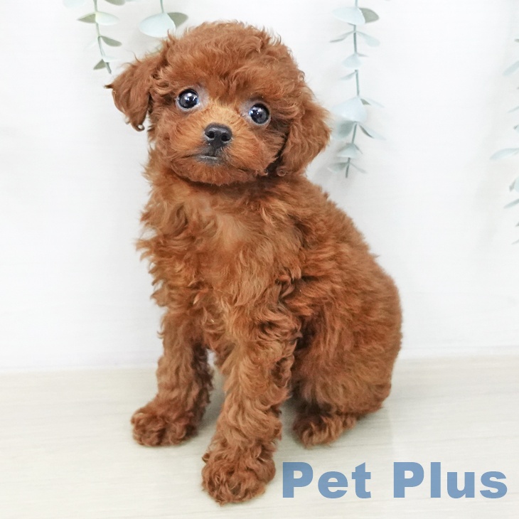 トイ・プードル