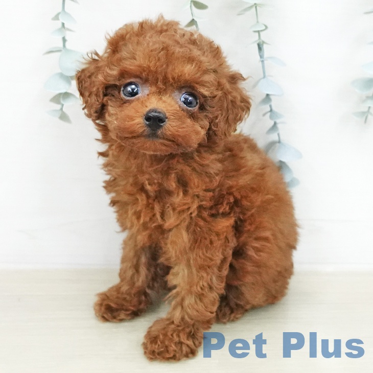 トイ・プードル