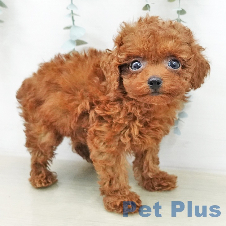 トイ・プードルの写真2