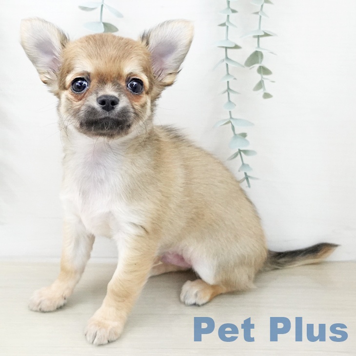 岩手県のチワワ(ロング) (ペットプラス 盛岡南店/2025年12月27日生まれ/男の子/フォーンホワイト)の子犬の1枚目の画像