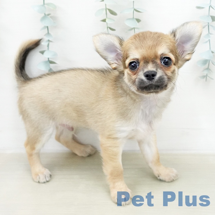 岩手県のチワワ(ロング) (ペットプラス 盛岡南店/2025年12月27日生まれ/男の子/フォーンホワイト)の子犬の2枚目の画像