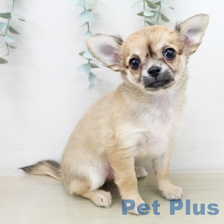 東京都のチワワ(ロング) (ペッツワン 青梅インター店/2025年12月27日生まれ/女の子/フォーン)の子犬の2枚目の画像