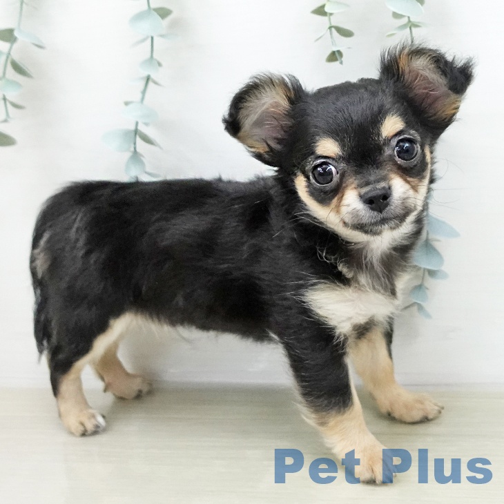 埼玉県のチワワ(ロング) (ペットプラス 与野店/2025年12月30日生まれ/男の子/ブラックタンホワイト)の子犬の2枚目の画像