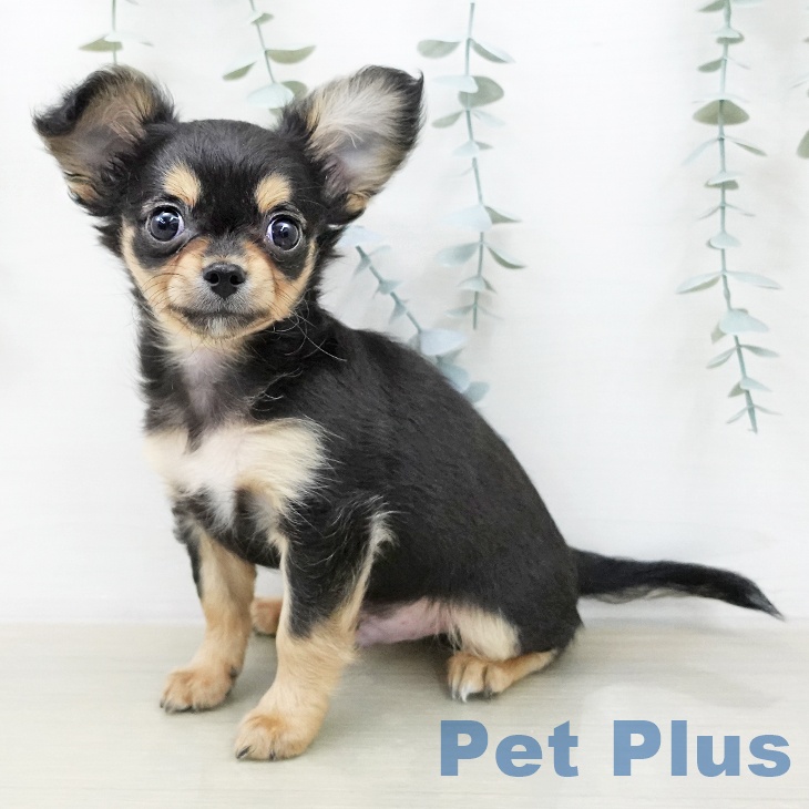 神奈川県のチワワ(ロング) (ペットプラス 海老名店/2025年12月30日生まれ/男の子/ブラックタンホワイト)の子犬の1枚目の画像