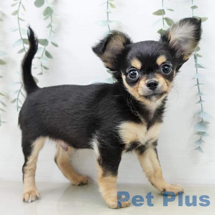 神奈川県のチワワ(ロング) (ペットプラス 海老名店/2025年12月30日生まれ/男の子/ブラックタンホワイト)の子犬の2枚目の画像