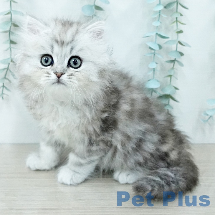 ミヌエットの写真2