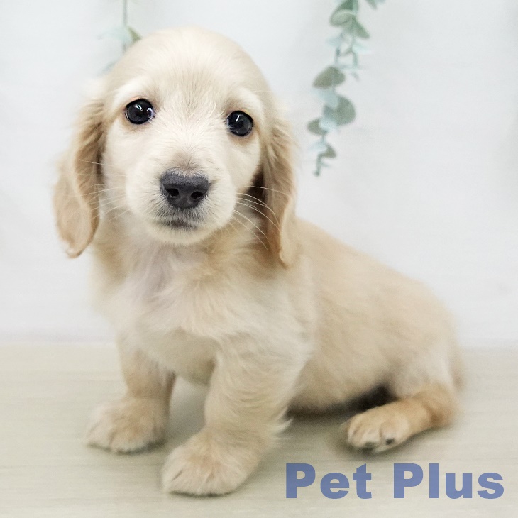 岩手県のミニチュアダックスフンド(ロング) (ペットプラス 盛岡南店/2025年12月31日生まれ/男の子/イエロー)の子犬の2枚目の画像