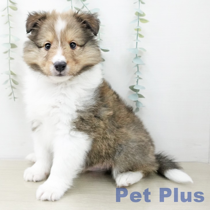 シェットランド・シープドッグ