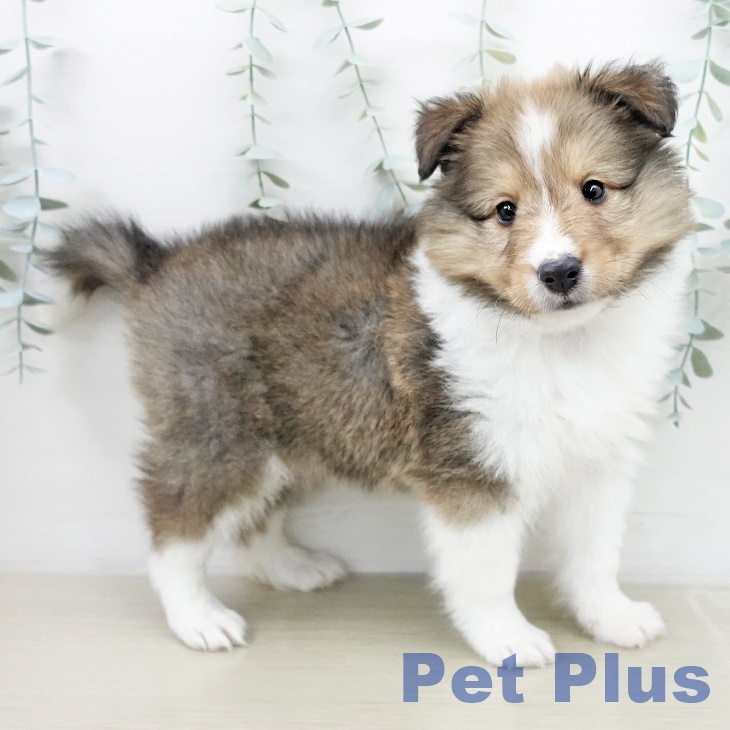 シェットランド・シープドッグの写真2