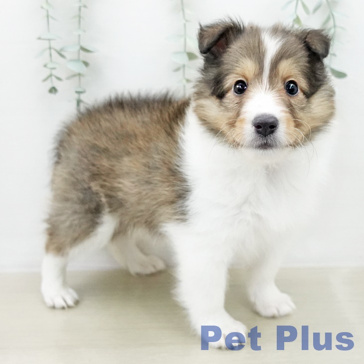 シェットランド・シープドッグの写真2