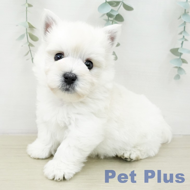 ウエスト・ハイランド・ホワイト・テリア