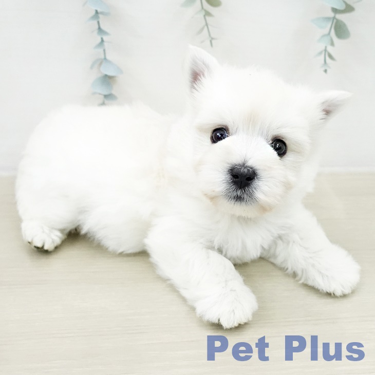 ウエスト・ハイランド・ホワイト・テリアの写真2