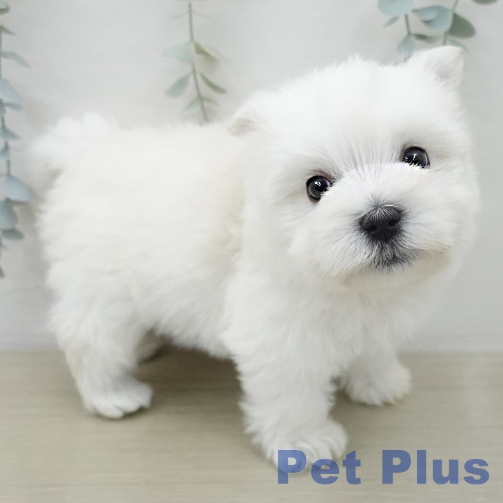 ウエスト・ハイランド・ホワイト・テリアの写真2