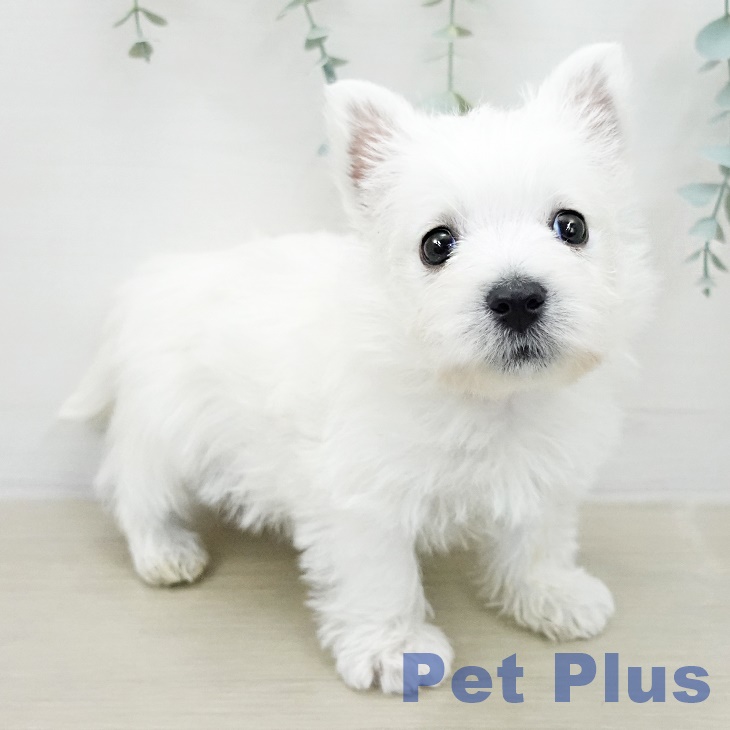 ウエスト・ハイランド・ホワイト・テリアの写真2