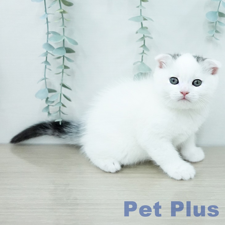 スコティッシュフォールドの写真2