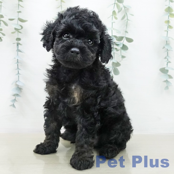 トイ・プードル