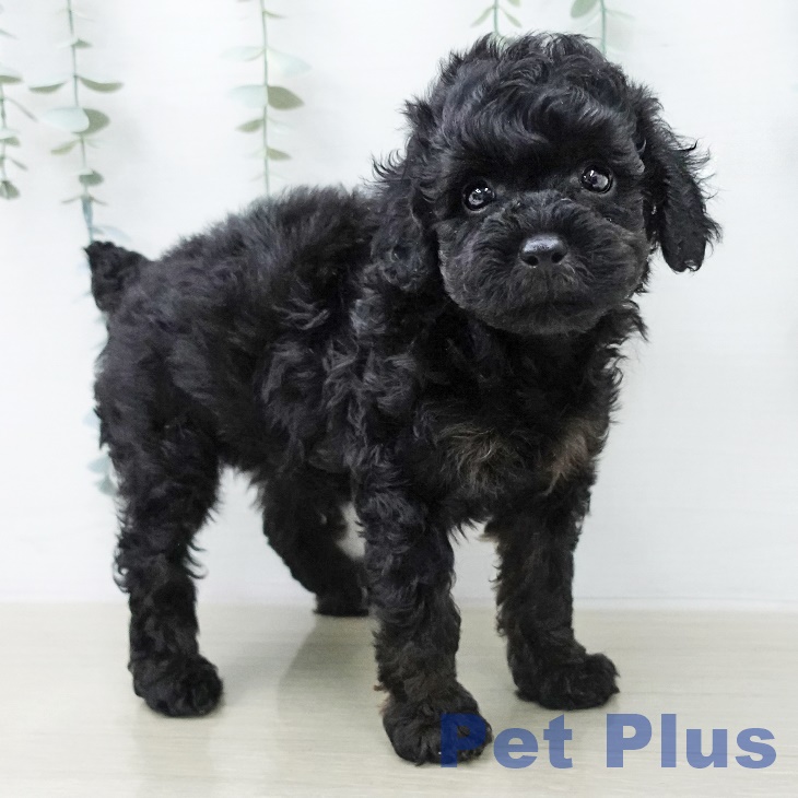 トイ・プードルの写真2