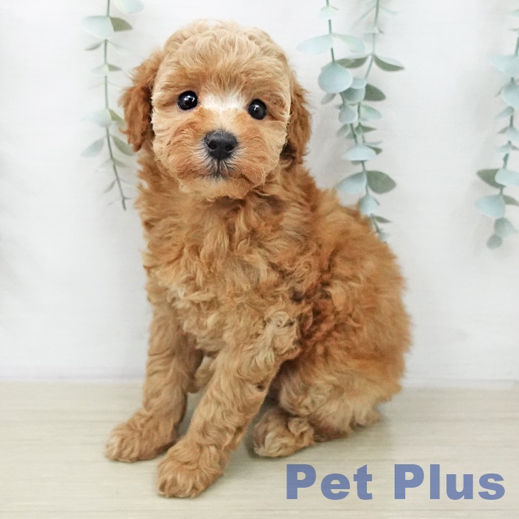 トイ・プードル