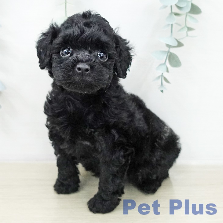 トイ・プードル