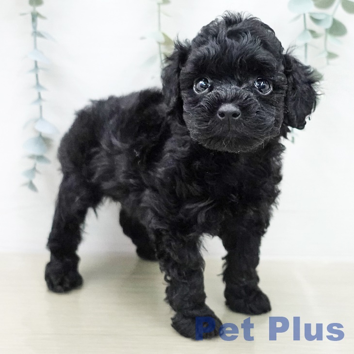 トイ・プードルの写真2