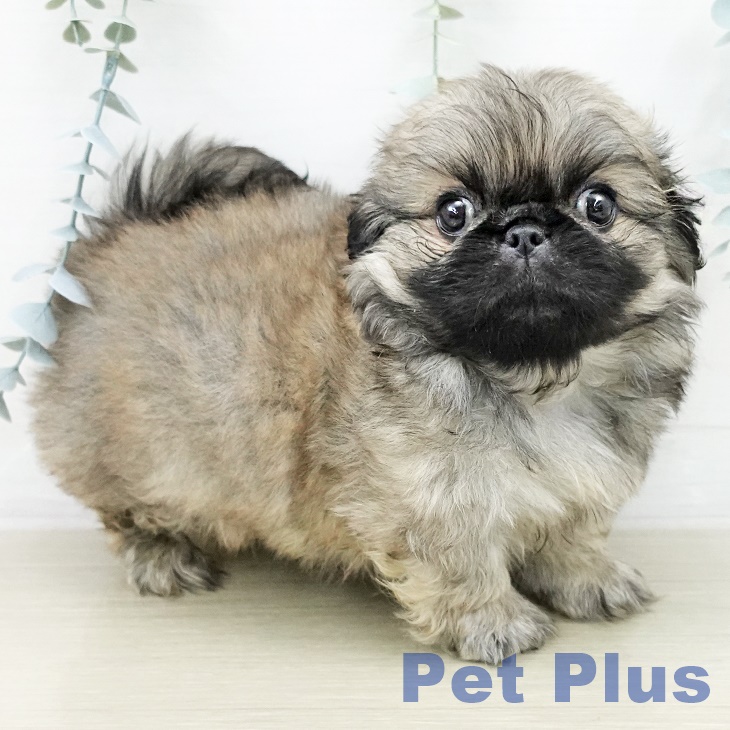 ペキニーズの写真2